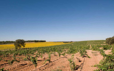 22 hectáreas de viñedo 