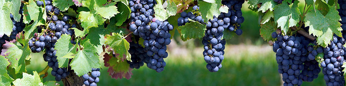Producteur: Domaine Virginie Thunevin