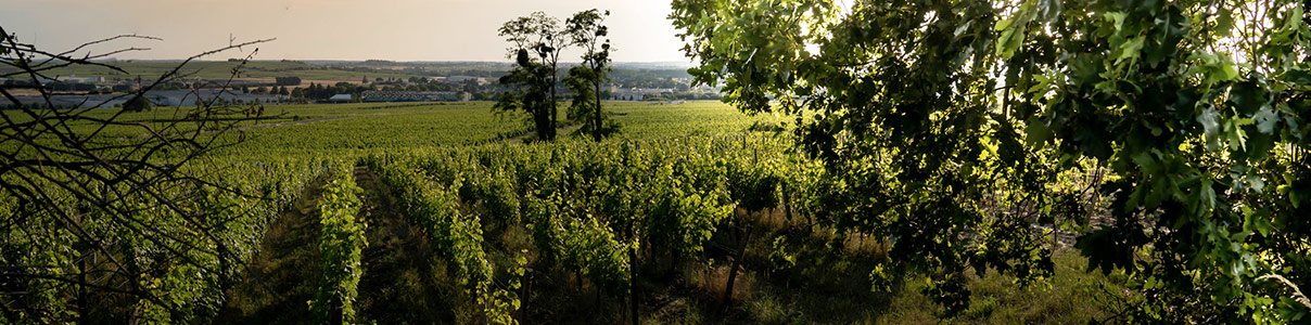Producteur: Clos Rougeard