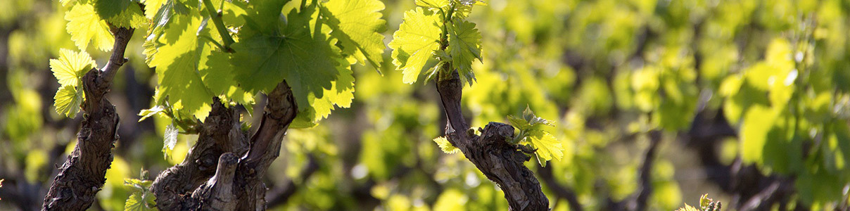 Producteur: José Michel & Fils