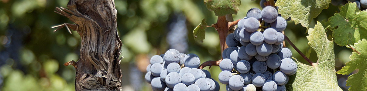 Producteur: Geoff Merrill Wines