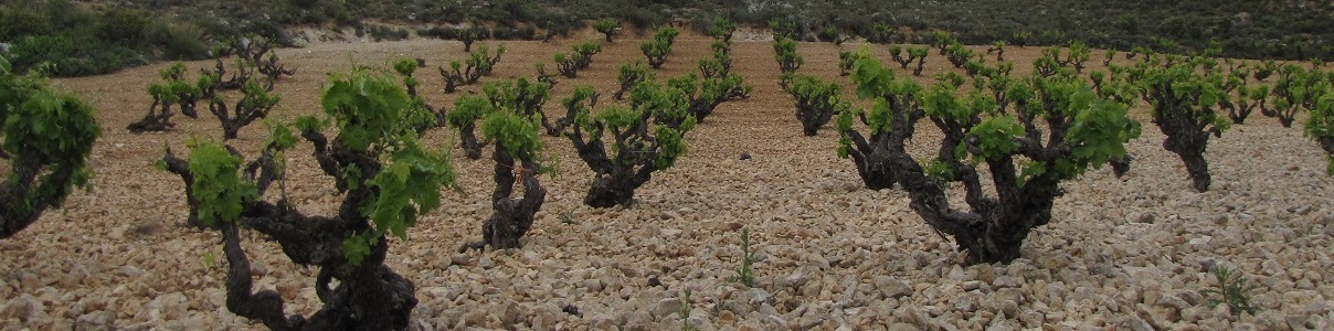Producteur: Bodegas Cinco Leguas