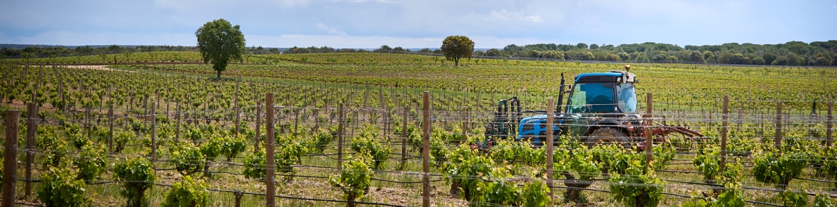 Producteur: Bosque de Matasnos