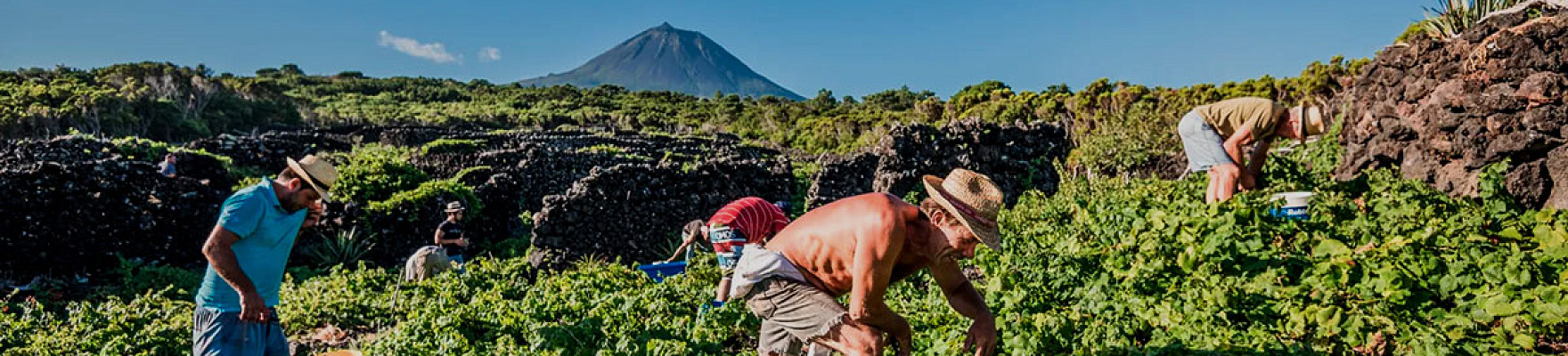 Azores Wine Company