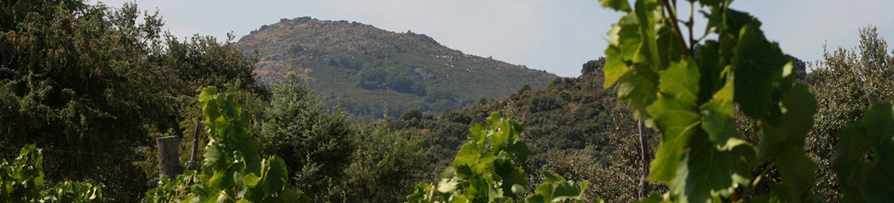 Bodegas Canopy