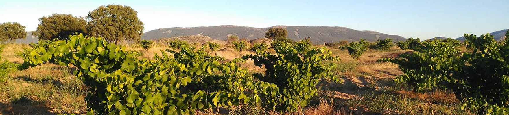 Bodegas y Viñedos Cerro del Aguila