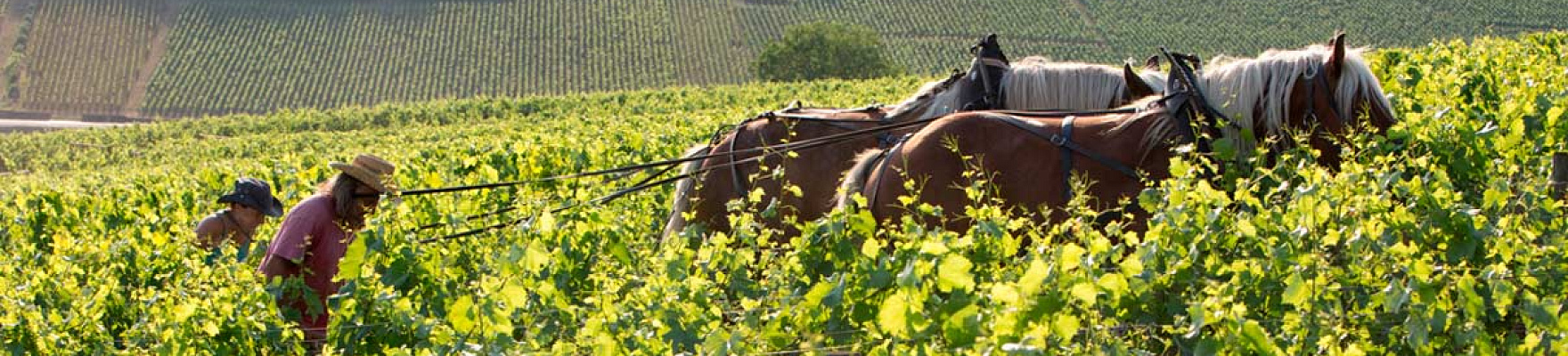 Domaine de la Vougeraie