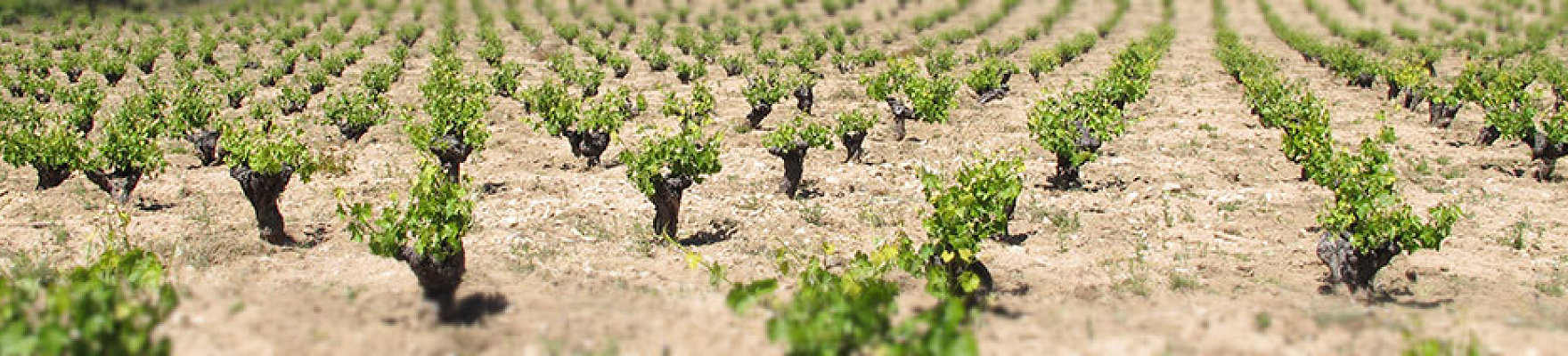 Bodega Marañones, Vinos de Madrid