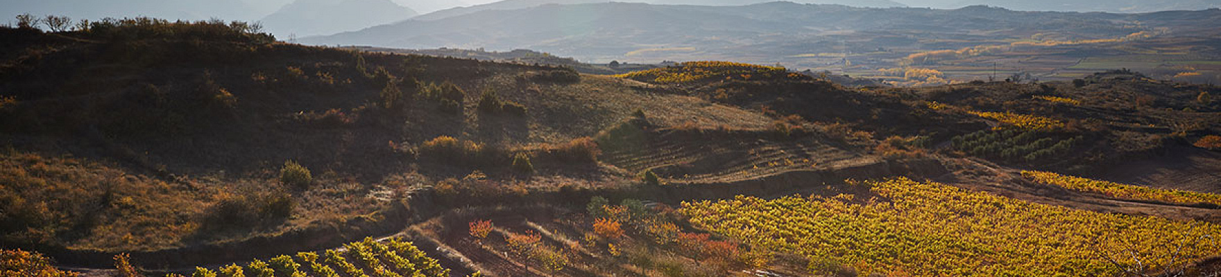 Panorámica de Montecillo