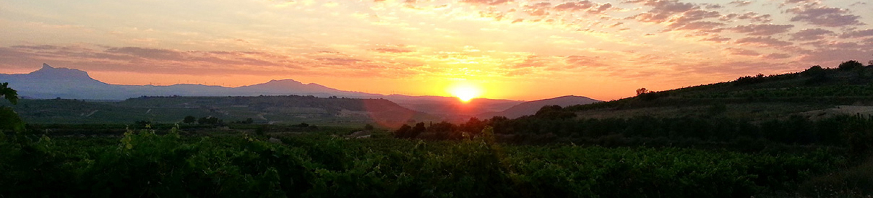 Bodegas Muro