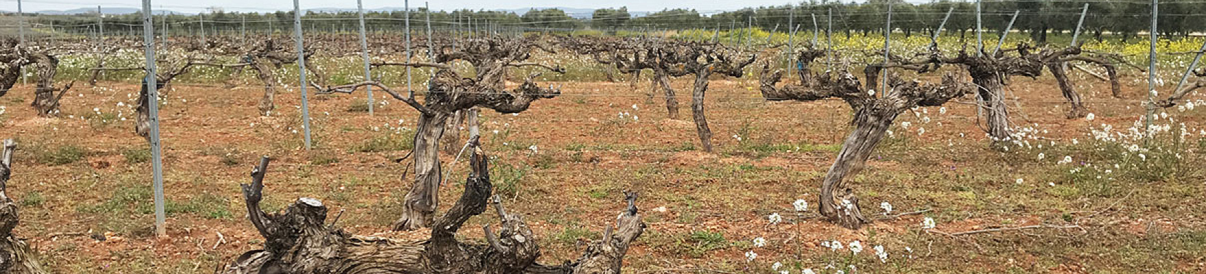 Bodegas de Occidente