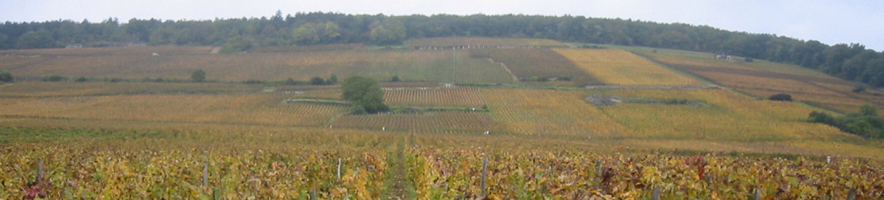 Domaine Philippe Charlopin