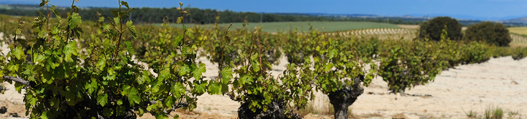 Bodegas y Viñedos Shaya