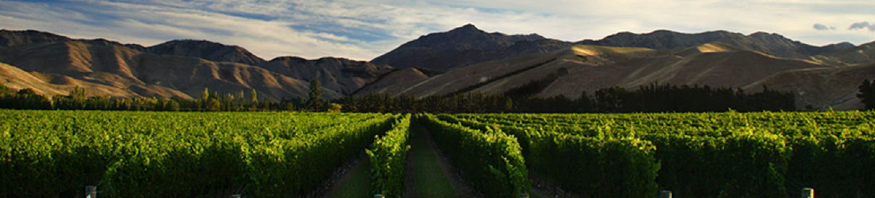 Tenuta Campo di Sasso