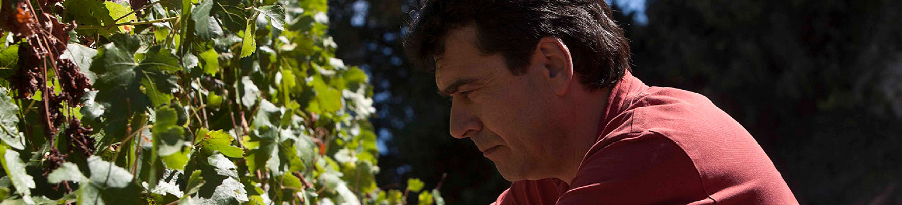 Bodega Tomás Cusiné