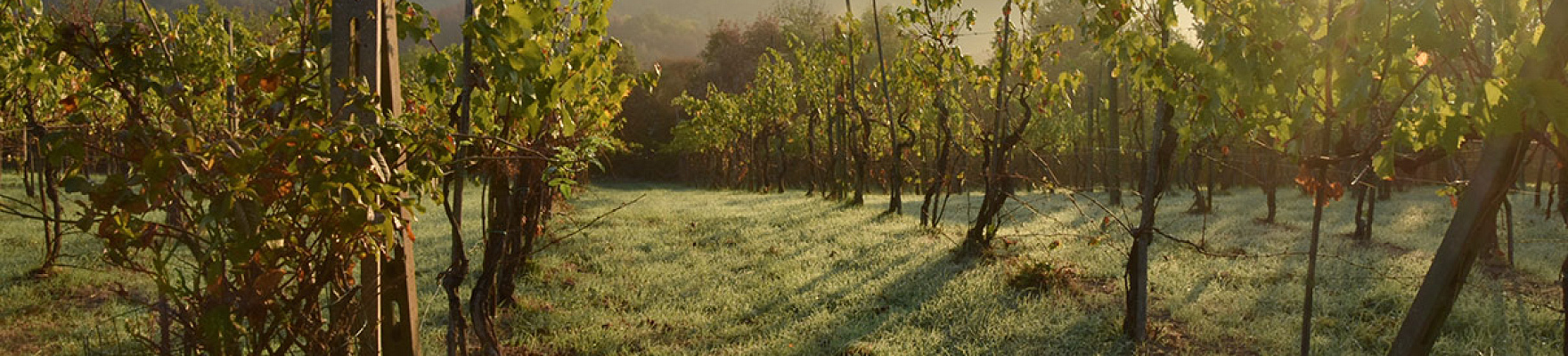 Domaine de Montbourgeau