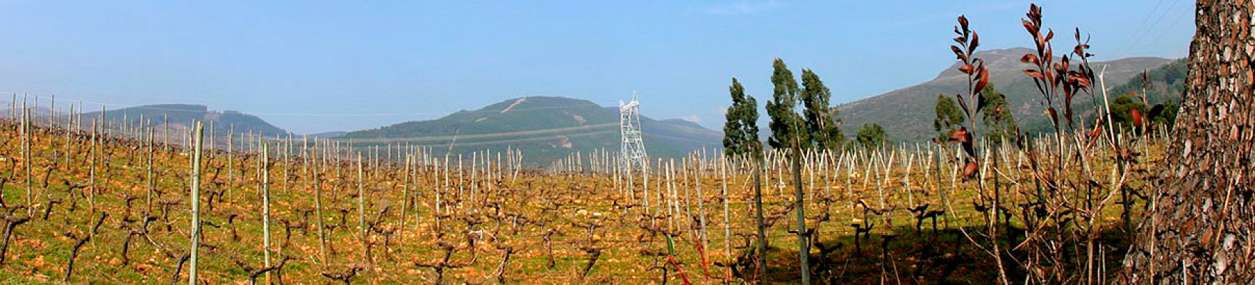 Bodegas Valdesil