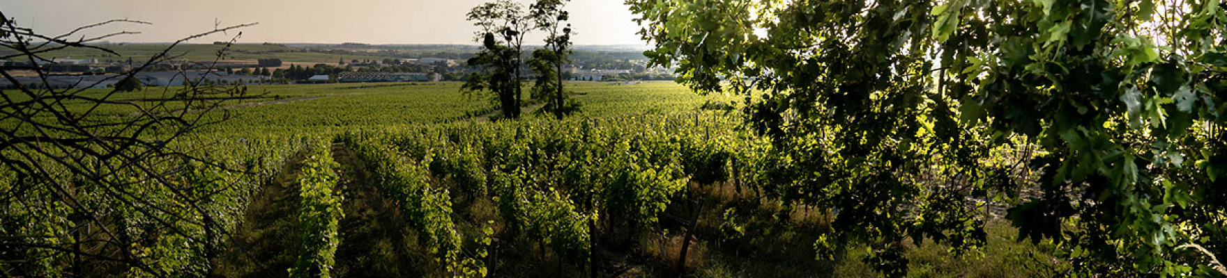 Producteur: Clos Rougeard