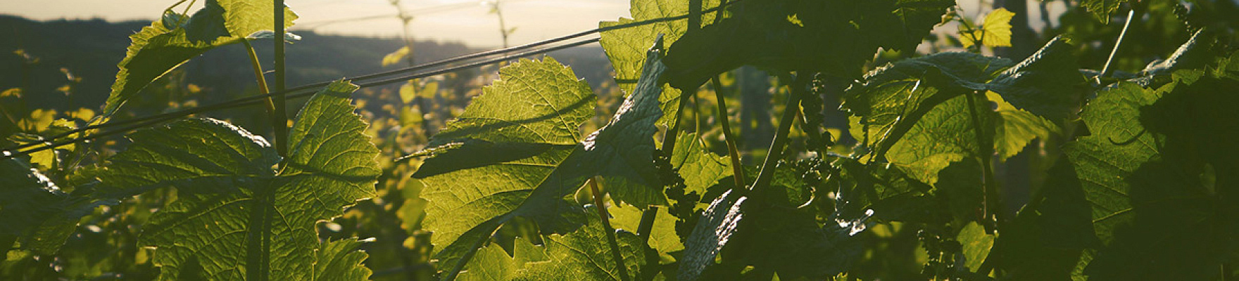 Producteur: Vignobles K