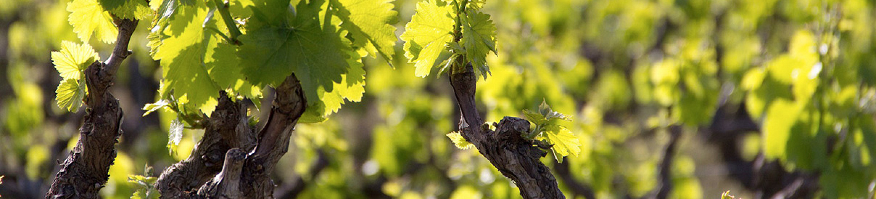 Producteur: Cosecheros de Labastida