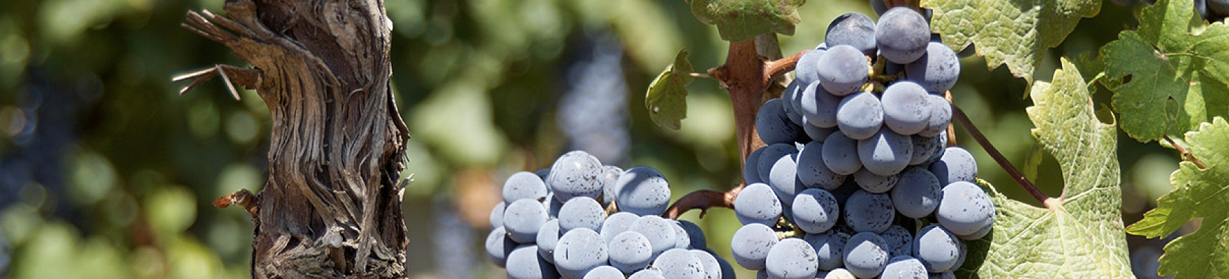 Producteur: Domaine Perrot-Minot