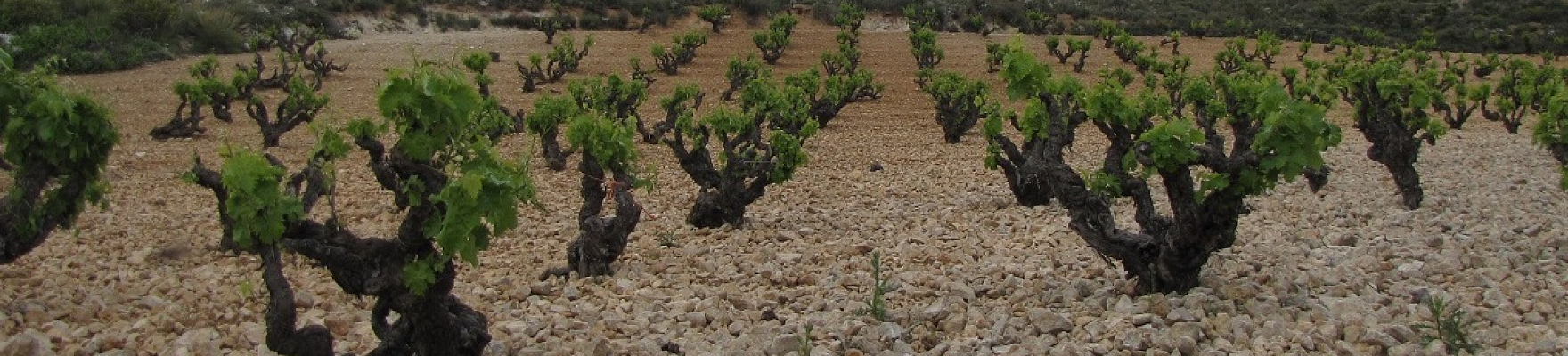 Producteur: Bodegas Cinco Leguas