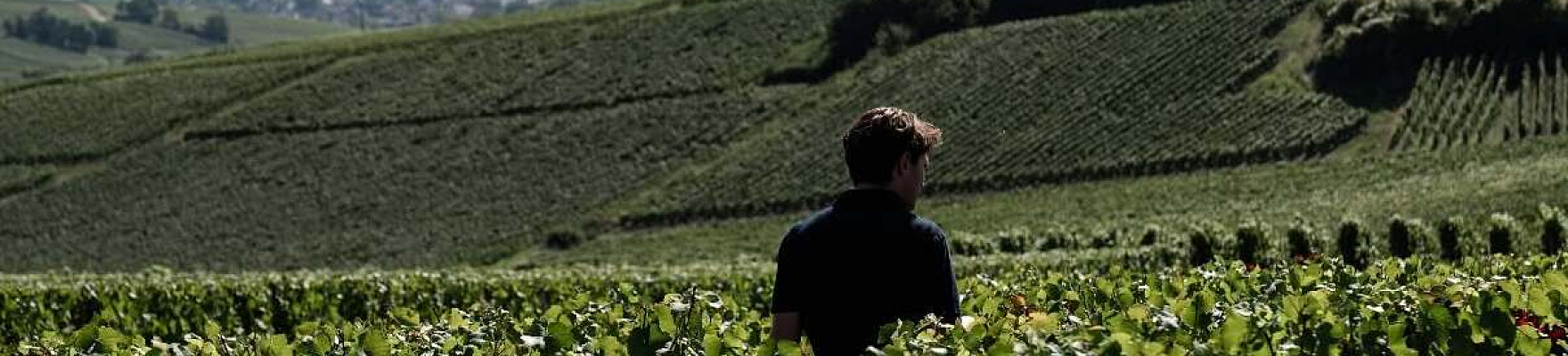 Producteur: Champagne Haton