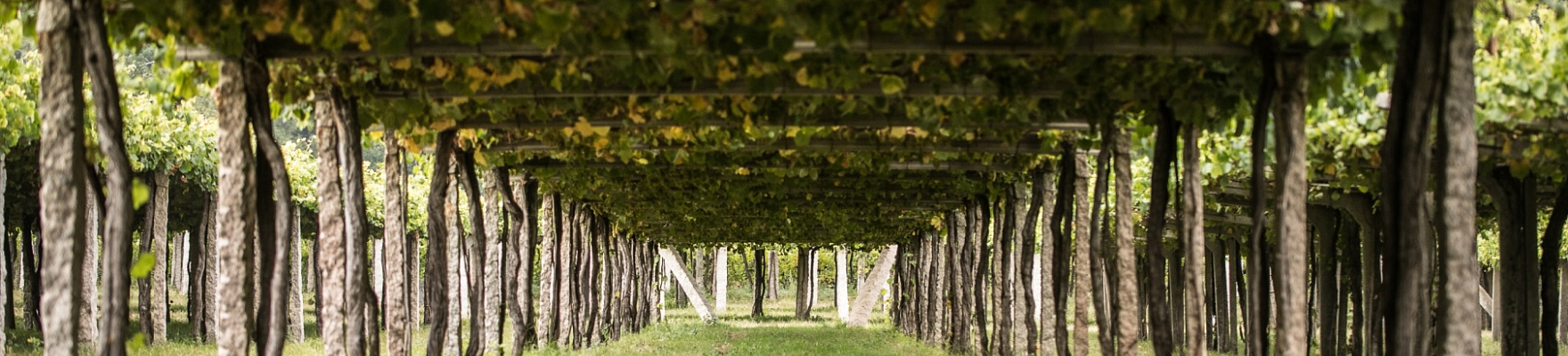 Producteur: Attis Bodegas y Viñedos