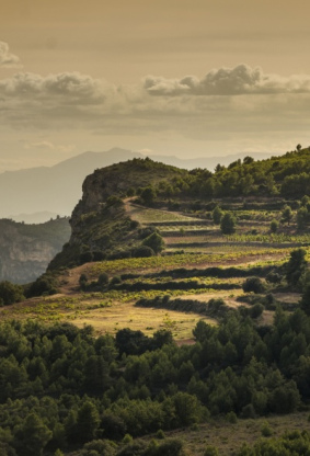 Todo sobre Priorat