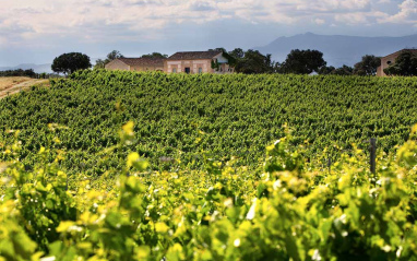 Viñedo de Bodegas Arrayán