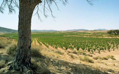 Arbol y viñas al fondo 