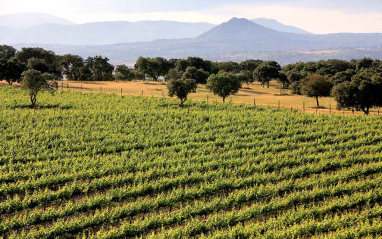 Viñedo de Bodegas Arrayán