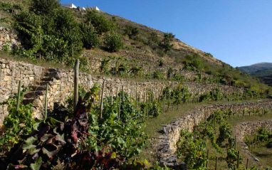 Vista de las plantas