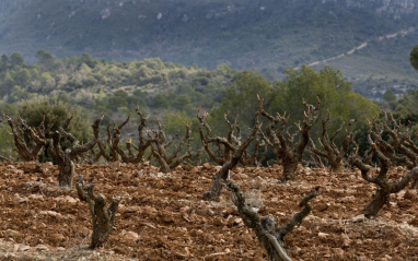 Uno de los crus de Portal de Montsant