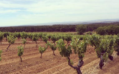 Viñedos en La Aguilera (Burgos)
