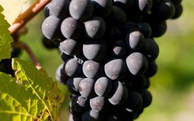 Detalle de la Pinot noir