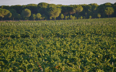 Panorámica de viñedos en flor