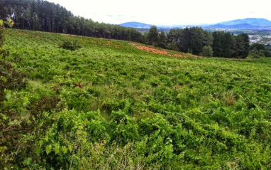 Imagen de los viñedos en El Bierzo