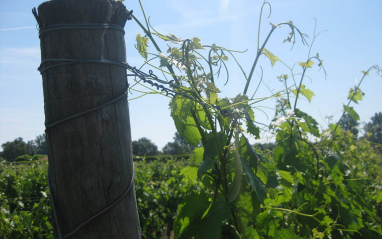 Viñedos en flor a mediados del mes de junio