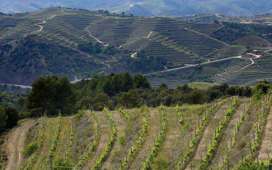 Vista de los viñedos, que crecen en un gran complejo de biodiversidad