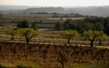 Viñedos de Can Prats