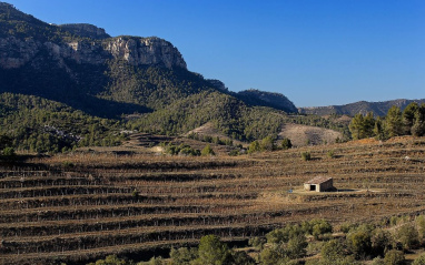 Panorámica de los viñedos 