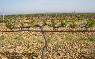 Viñas en guyot doble