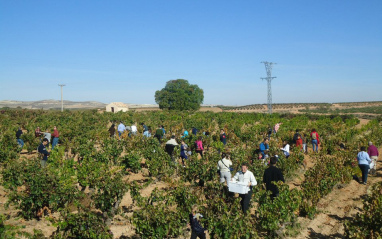 Fiesta de la vendimia