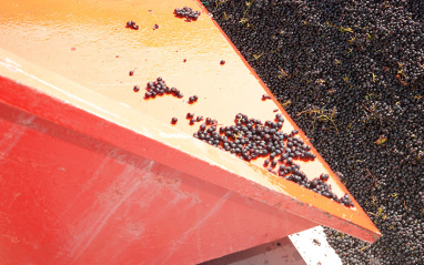 Entrada de la uva en bodega