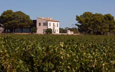 Viñedo y bodega