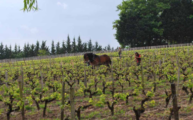 Arado del viñedo 