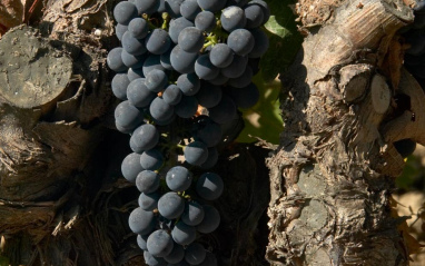 Racimos de Tempranillo