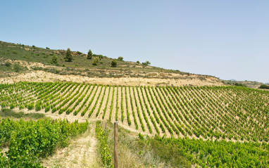 Vista de viñedos