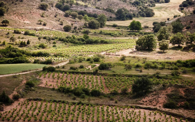 Viñedos en Atauta (Soria)